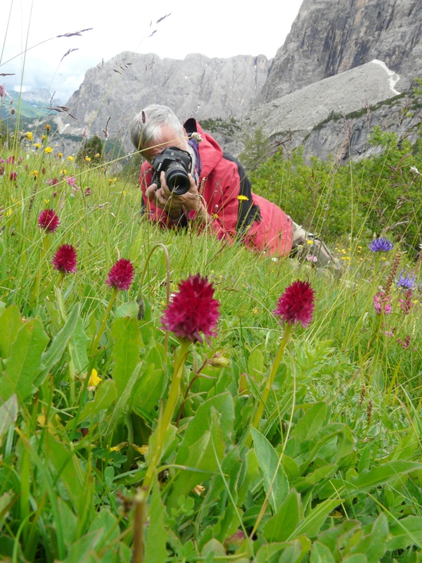 Nigritella, Dactylorhiza perverseemaltempo! Dolomiti luglio 2014.
